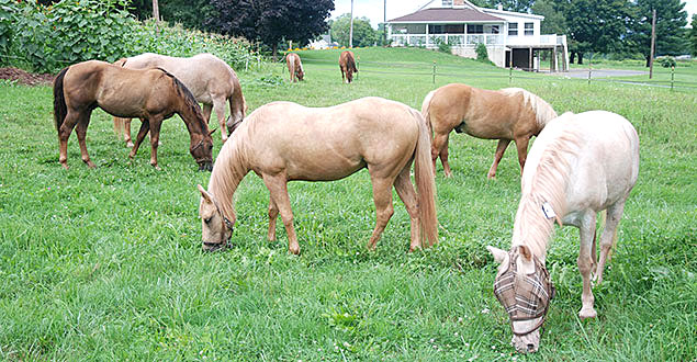 horse therapy photo