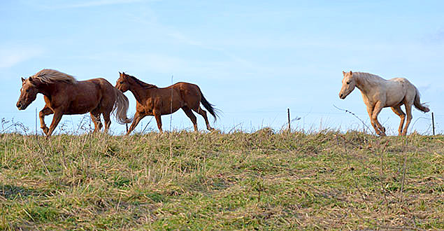 horse therapy photo